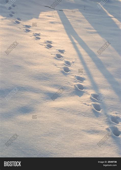 Deer Tracks Image & Photo (Free Trial) | Bigstock