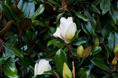 Magnolia Flowers Del Colaborador De Stocksy Amor Burakova Stocksy