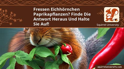 Fressen Eichhörnchen Paprikapflanzen Finde Antwort heraus und