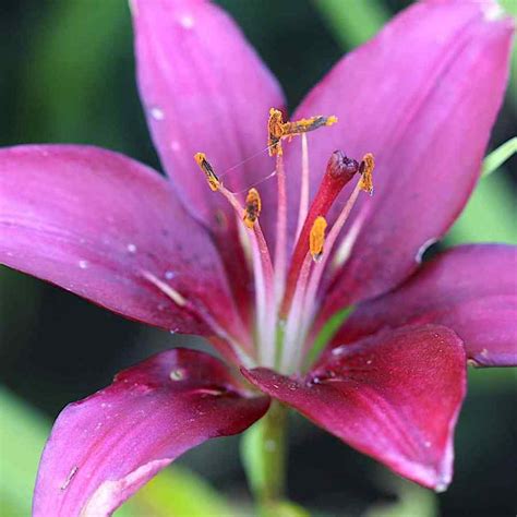 Lilium America Asiatisk Lilje Stauderiket Blogg