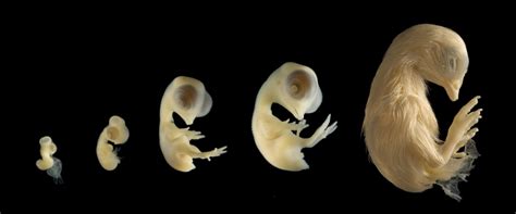 Chicken Embryo Development