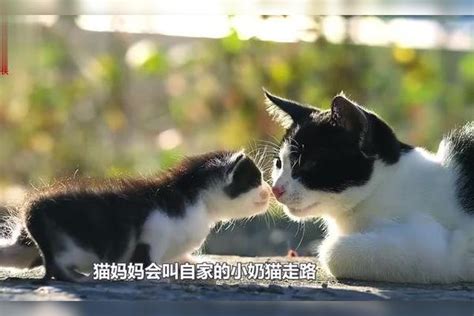 猫妈妈和小猫咪玩耍，一不小心就将奶猫踢进下水道，奶猫：心里苦下水道妈妈