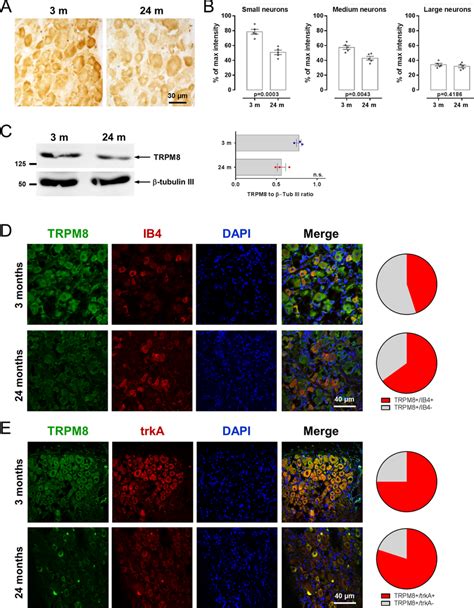 Expression Pattern Of Trpm8 A Representative Images At × 40 Of