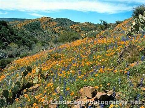 Sonoran Desert Wildflowers - Landscapephotography.net