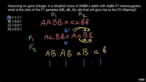 Genotypes And Phenotypes Ratios Explained Youtube