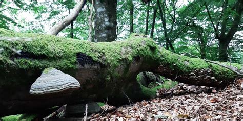 Du kan nu søge tilskud til skov med biodiversitetsformål Dansk