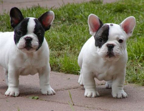 Pied Frenchie Puppies My Tucker Looks Like The One With One Black Eye