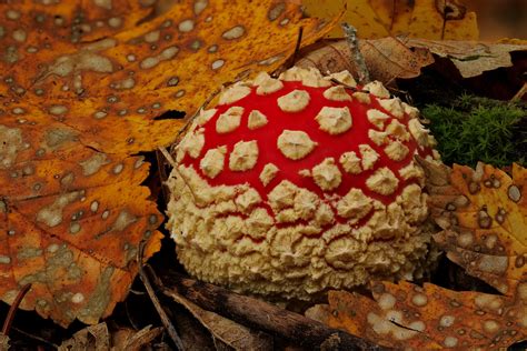 Fliegenpilz Im Wald Herbst Jensensphotography Flickr