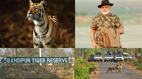 Project Tiger Pm Narendra Modi Visits National Park On Th