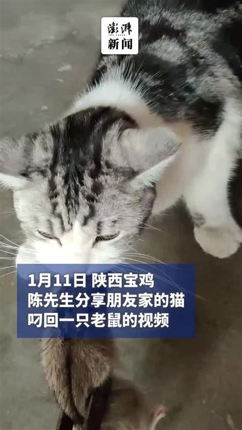 宠物猫回村叼回老鼠，怕它被毒倒主人将老鼠抢走凤凰网视频凤凰网