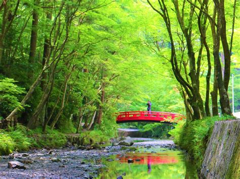 【静岡・森町】森に包まれた神聖な場所「小國神社」で心を整えリラックス。縁結びのご利益がある御神木やスイーツも！｜るるぶandmore