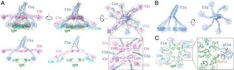 Insights Into Igm Mediated Complement Activation Based On In Situ