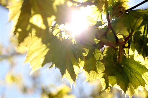 Free Images Nature Branch Light Sun Sunlight Leaf Flower