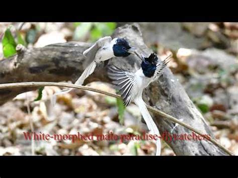 Blyth S Aka Oriental Paradise Flycatcher Chinese Aka Amur Paradise