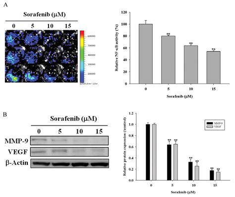 Sorafenib Inhibits Tpa Induced Mmp 9 And Vegf Expression Via