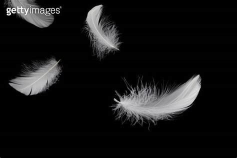 Abstract White Bird Feathers Falling In The Air Feathers Floating On