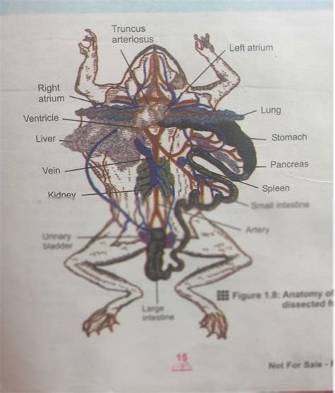 solution anatomy  frog studypool