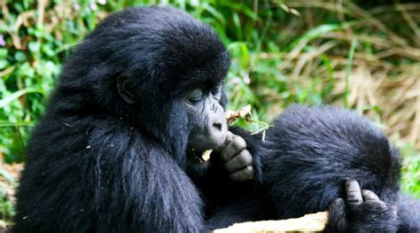 11 Days Uganda Gorilla Wildlife Safari Wilderness Of Africa