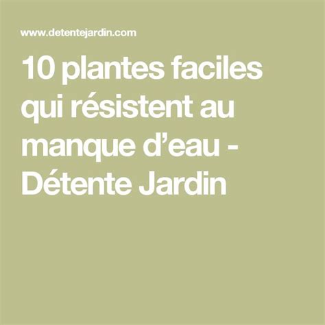 Plantes Faciles Qui R Sistent Au Manque Deau Plante Detente