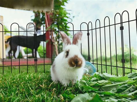 Rabbit Fence Hotsell Cityofclovis Org