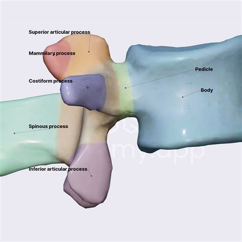 Typical lumbar vertebrae (L1-L4) | Spine | Spine and Back | Anatomy.app ...