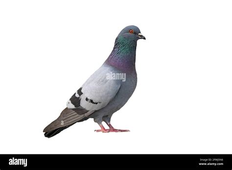 Feral Pigeon Or City Pigeon Columba Livia Domestica Hi Res Stock