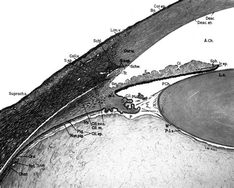 Anterior chamber angle - American Academy of Ophthalmology