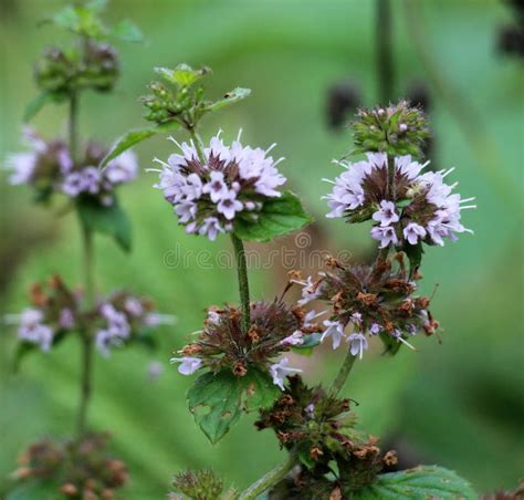 Field Mint Mentha Arvensis Grows In Nature Stock Photo Image Of