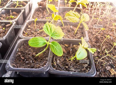 cucumber seedlings in plastic pots with potting soil. Plants at the ...