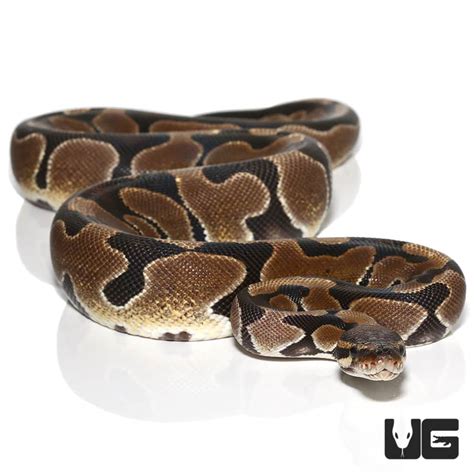 2018 Lavender Albino Spider Ball Python For Sale - Underground Reptiles