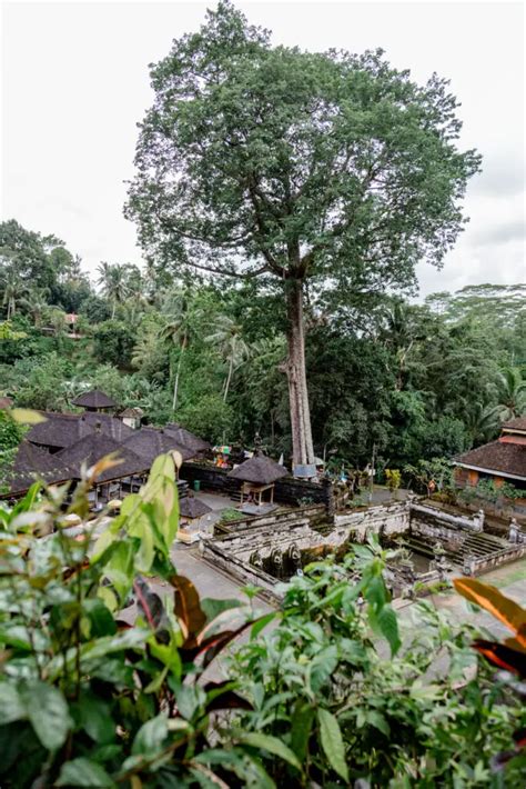 Ubud Sehensw Rdigkeiten Top Aktivit Ten Und Ausflugstipps