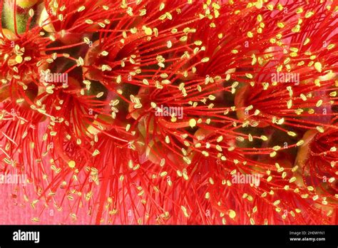 Detailed Close Up Of Bottlebrush Callistemon Inflorescence Stock