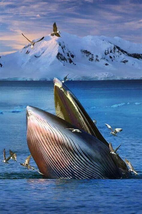 Blue Whale | Ocean creatures, Animals wild, Ocean animals