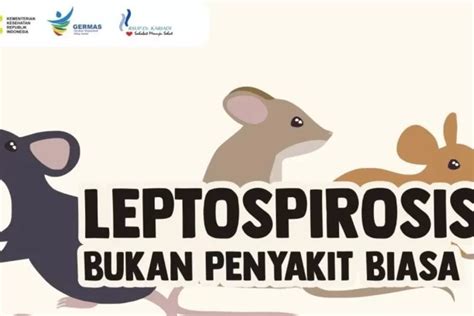 Kenali Gejala Penyakit Leptospirosis Dan Cara Pencegahannya Detik Sumsel