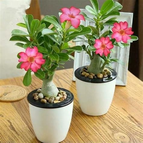 Best Indoor Bonsai Trees For Beginners Balcony Garden Web