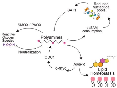 Biomolecules Free Full Text Diverse Functions Of Polyamines In