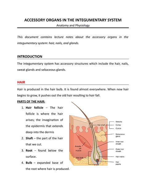 Accessory Organs Of The Integumentary System Accessory Organs In The