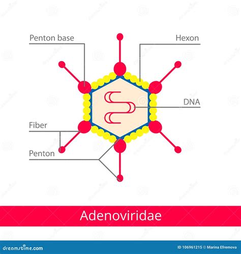 Adenoviridae. Classification of Viruses Stock Vector - Illustration of ...