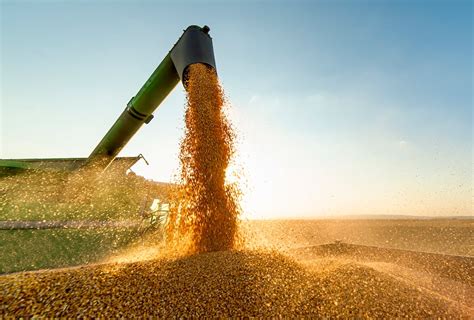 September Wasde Report Lowers Yields For U S Corn Soybean Production