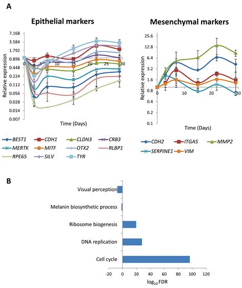 A Foxm1 Dependent Mesenchymal Epithelial Transition In Retinal Pigment