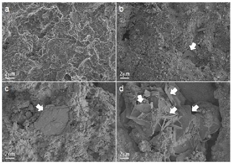 Feg Sem Secondary Electron Micrographs Of Hydrated Mta Repair Hp