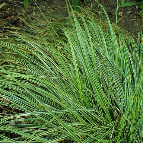 Carex morrowii "Variegata" (Carice) » Vendita Piante Online