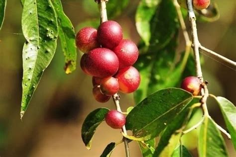 Camu camu 9 benefícios para que serve e como consumir Tua Saúde