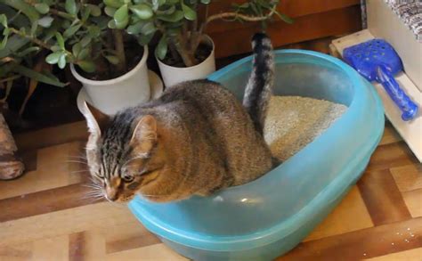 Лоток для кота — БАРСИК из Подмосковья