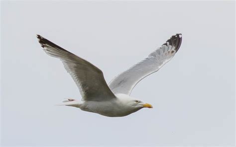 European Herring Gull | BirdForum