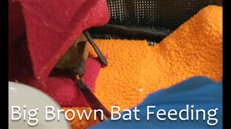 Big Brown Bat Feeding Youtube