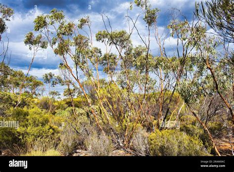 Goldfields Woodlands Hi Res Stock Photography And Images Alamy