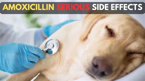 Amoxicillin Side Effects In Dogs: Safety Tips For Pet Owners