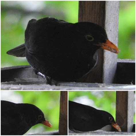 Amsel Amsel Turdus Merula C Marion Weinand Naturgucker De