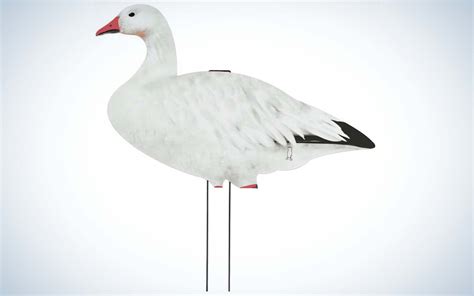 Best Snow Goose Decoys of 2024 | Outdoor Life